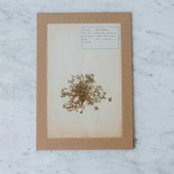 Elsie Green What's New Pressed Botanical Specimen