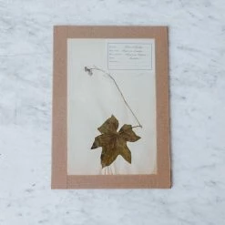 Elsie Green What's New Pressed Botanical Specimen