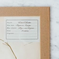 Elsie Green What's New Pressed Botanical Specimen