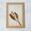 Elsie Green Pressed Botanical Specimen