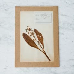Elsie Green Pressed Botanical Specimen