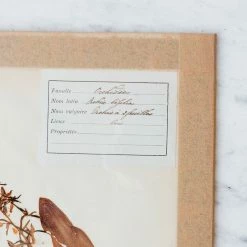 Elsie Green Pressed Botanical Specimen