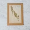 Elsie Green What's New Pressed Botanical Specimen