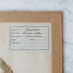 Elsie Green What's New Pressed Botanical Specimen