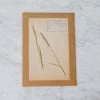 Elsie Green What's New Pressed Botanical Specimen