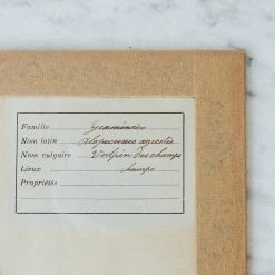 Elsie Green What's New Pressed Botanical Specimen
