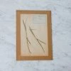 Buy ๐ฏ Elsie Green Pressed Botanical Specimen ๐ 1 Elsie Green Pressed Botanical Specimen