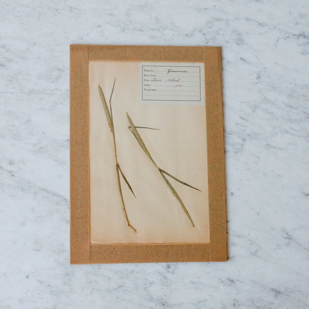 Buy 💯 Elsie Green Pressed Botanical Specimen 🎁 3 Elsie Green Pressed Botanical Specimen