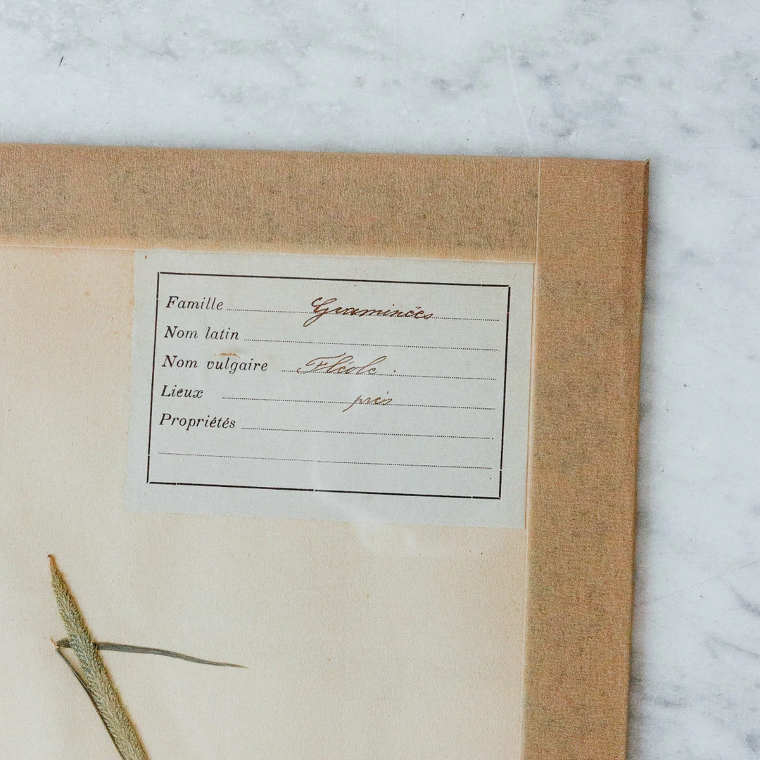 Buy 💯 Elsie Green Pressed Botanical Specimen 🎁 4 Elsie Green Pressed Botanical Specimen