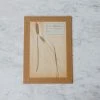 Elsie Green Pressed Botanical Specimen