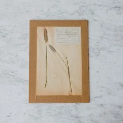 Elsie Green Pressed Botanical Specimen