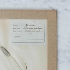 Elsie Green Pressed Botanical Specimen
