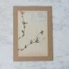Elsie Green Pressed Botanical Specimen What's New