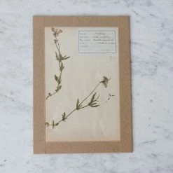 Elsie Green Pressed Botanical Specimen What's New