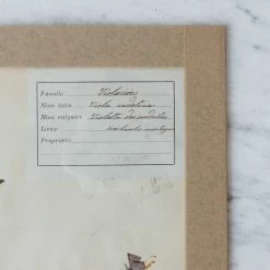 Elsie Green Pressed Botanical Specimen What's New