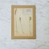 Elsie Green Pressed Botanical Specimen