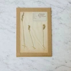 Elsie Green Pressed Botanical Specimen