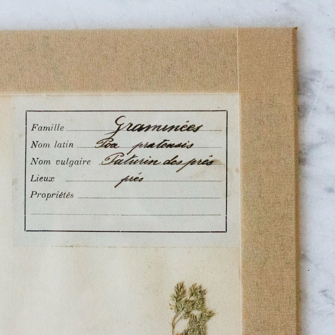 Cheap ๐ Elsie Green Pressed Botanical Specimen ๐ฅ 4 Elsie Green Pressed Botanical Specimen