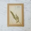 Elsie Green Pressed Botanical Specimen What's New