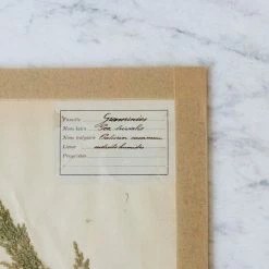 Elsie Green Pressed Botanical Specimen What's New