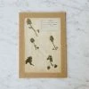 Elsie Green Pressed Botanical Specimen