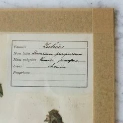 Elsie Green Pressed Botanical Specimen