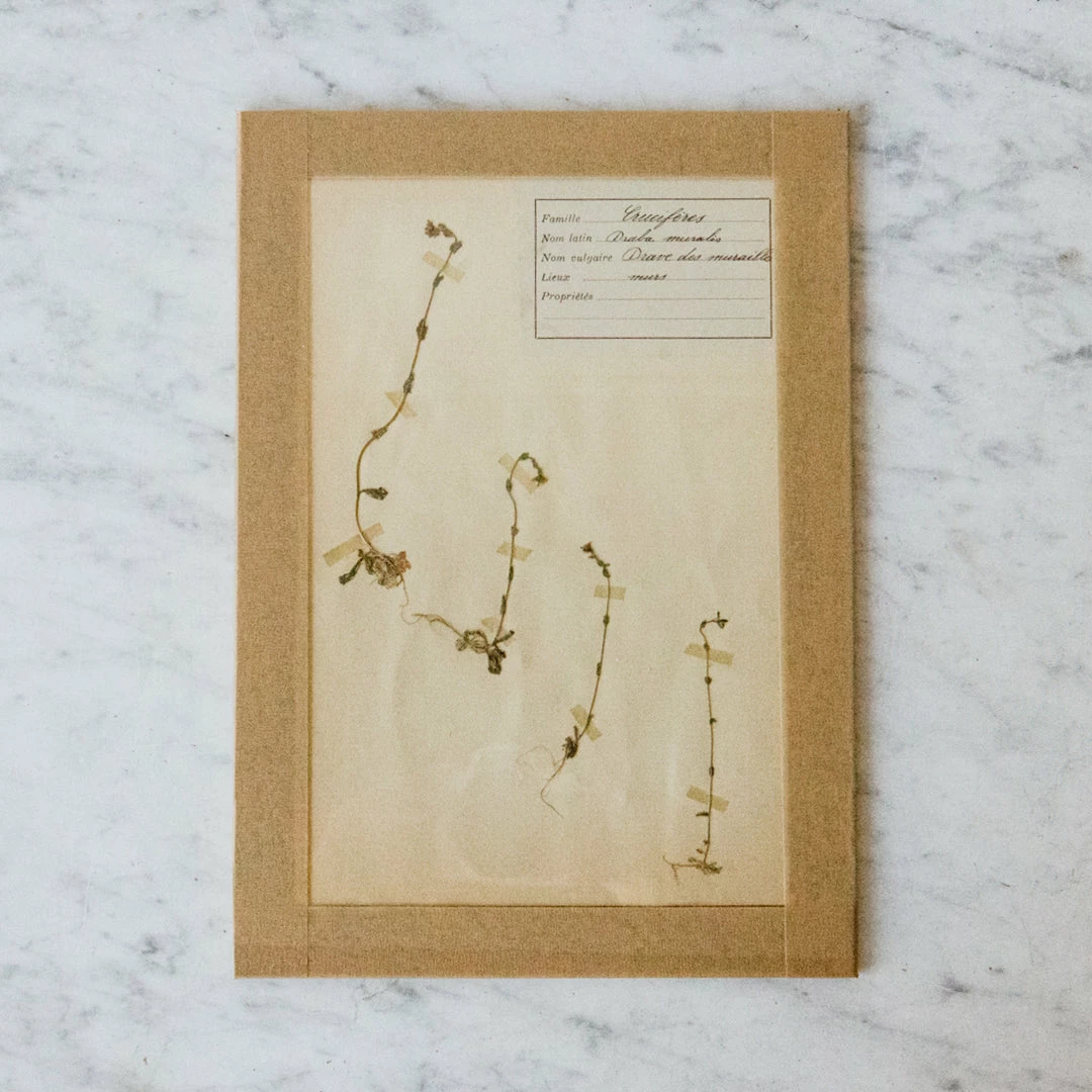 Budget ๐ฏ Elsie Green Pressed Botanical Specimen What's New ๐ 3 Elsie Green Pressed Botanical Specimen What's New