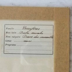 Budget ๐ฏ Elsie Green Pressed Botanical Specimen What's New ๐ 5 Elsie Green Pressed Botanical Specimen What's New