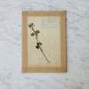 Elsie Green Pressed Botanical Specimen