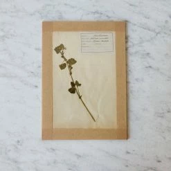 Elsie Green Pressed Botanical Specimen
