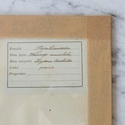 Elsie Green Pressed Botanical Specimen
