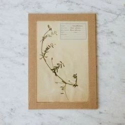 Elsie Green What's New Pressed Botanical Specimen