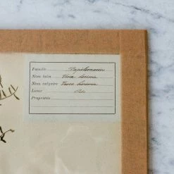 Elsie Green What's New Pressed Botanical Specimen