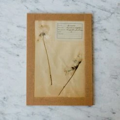 Elsie Green Pressed Botanical Specimen