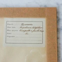Elsie Green Pressed Botanical Specimen
