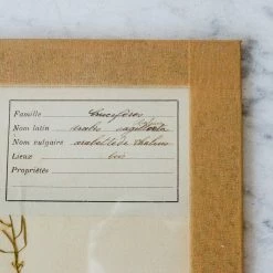 Elsie Green What's New Pressed Botanical Specimen