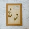 Elsie Green Pressed Botanical Specimen What's New
