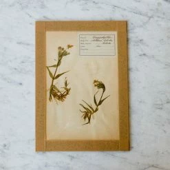 Elsie Green Pressed Botanical Specimen What's New