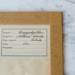 Elsie Green What's New Pressed Botanical Specimen