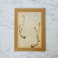 Elsie Green What's New Pressed Botanical Specimen