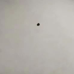 Elsie Green Vintage Louis Philippe Mirror What's New