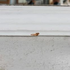 Deals ๐ฏ Elsie Green What's New Grande Louis Philippe Mirror ๐ 15 Elsie Green What's New Grande Louis Philippe Mirror