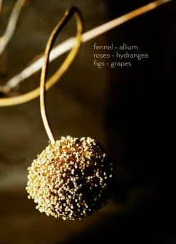 Elsie Green What's New Foraged Flora