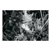 Elsie Green Focus Printed Photograph What's New