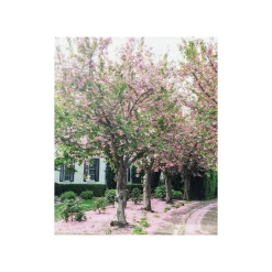 Elsie Green Sonoma In Bloom Printed Photograph