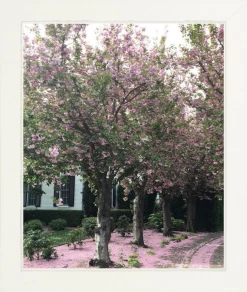 Elsie Green Sonoma In Bloom Printed Photograph