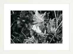 Elsie Green Focus Printed Photograph What's New