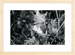 Elsie Green Focus Printed Photograph What's New