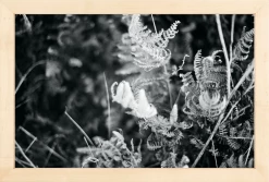 Elsie Green Focus Printed Photograph What's New