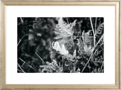Elsie Green Focus Printed Photograph What's New